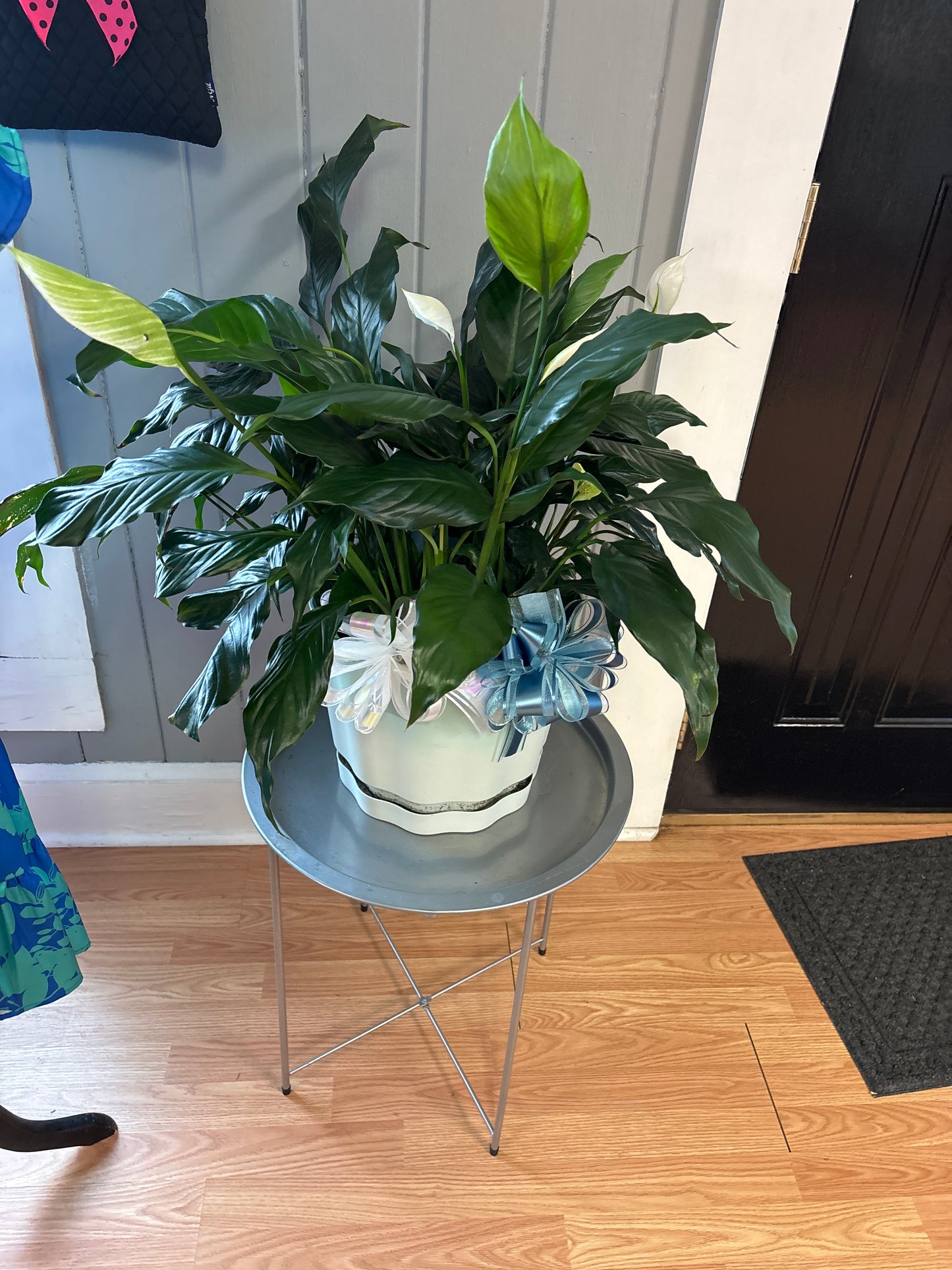 Large Peace Lily