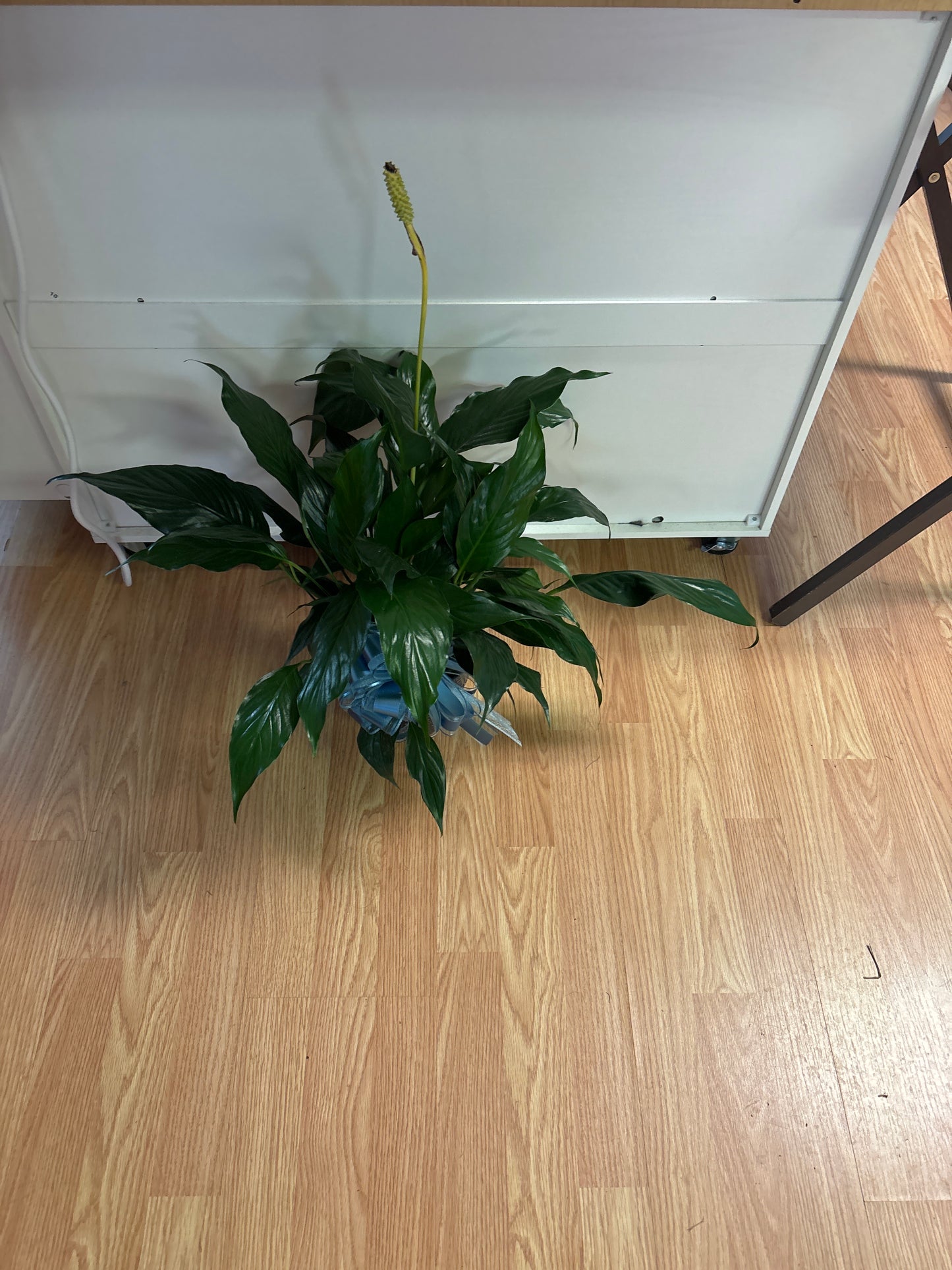 Small peace lily