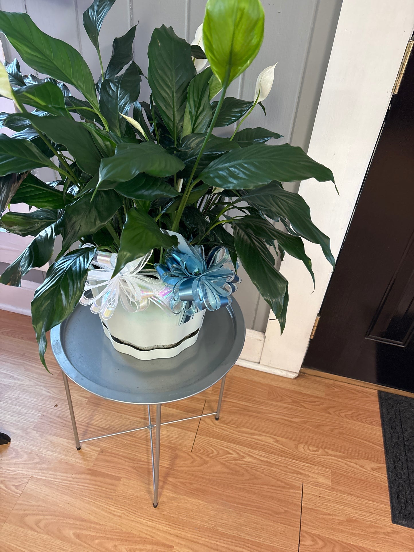 Peace Lily Live Plant