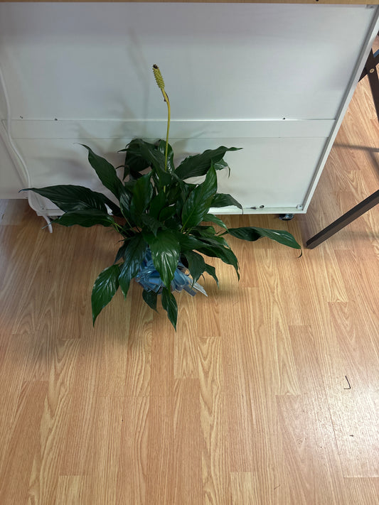 Small peace lily