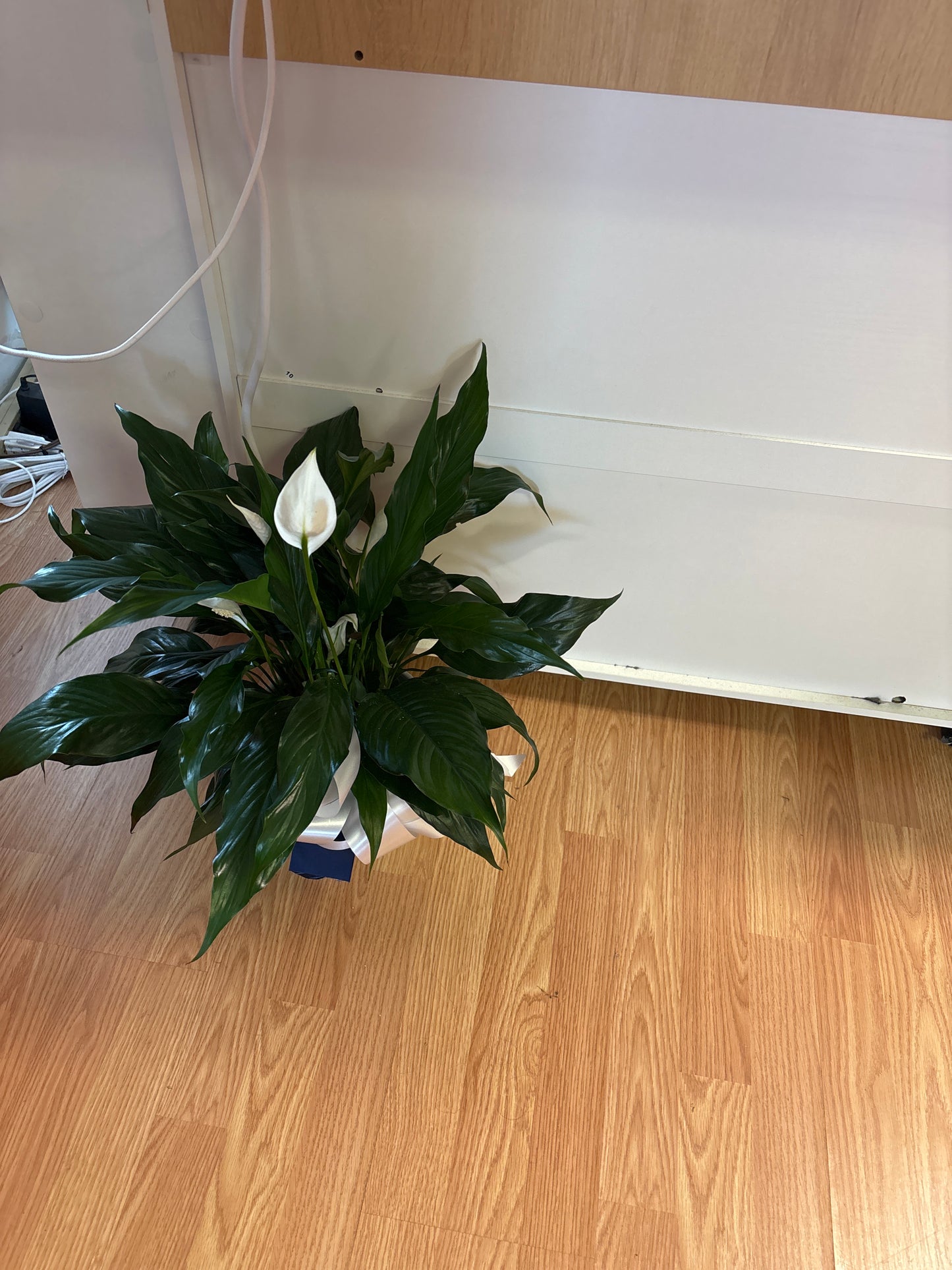 Peace Lilies