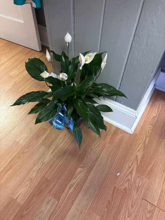 Peace Lilies