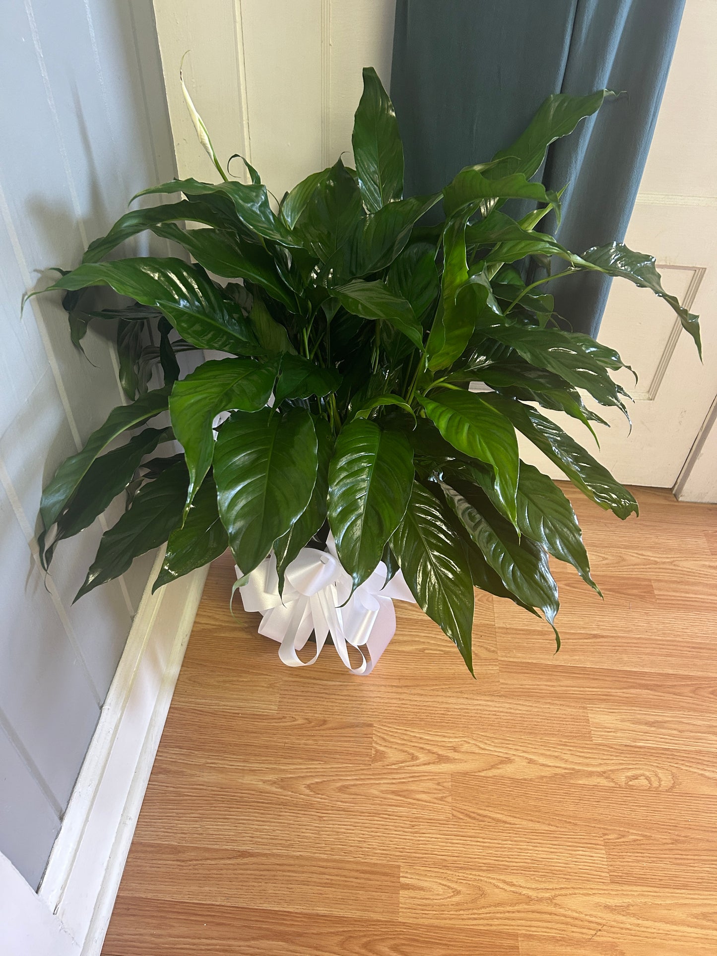 8’ Peace Lilies